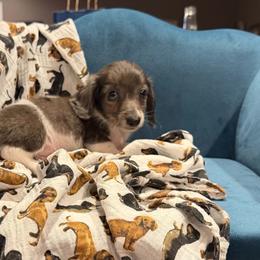 Griffin - Black and tan male Dachshund puppy in Hudson, Michigan from Mittentail Kennel Miniature Dachshunds & Australian Shepherds