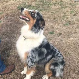 JAKE - Australian Shepherd