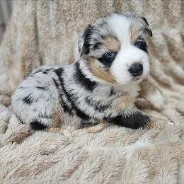 Tuk - Blue merle female Miniature Australian Shepherd puppy in Orrtanna, Pennsylvania from Mountain Top Shepherd's