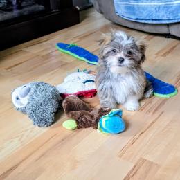 Sage - Brindle male Lhasa Apso puppy in Hillsboro, Oregon from Luv-N-Laughter Lhasa Apsos