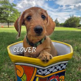 Clover-wirehair - Red female Dachshund puppy in Blair, Oklahoma from North Fork Doxies-Okla