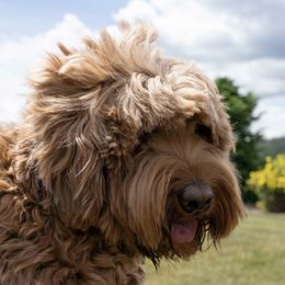 Australian Labradoodles from Shedless in Seattle Labradoodles