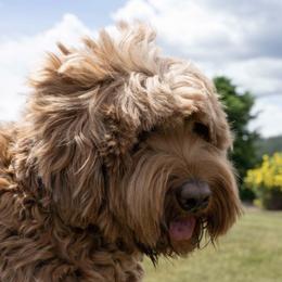 Australian Labradoodles from Shedless in Seattle Labradoodles