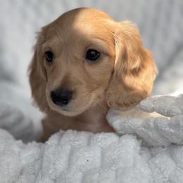 Dachshund Puppies from Dash of Love