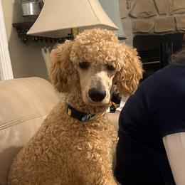 Dallas - Apricot male Poodle puppy in Groveland, Florida from Feathers and Hooves Buckley Farms