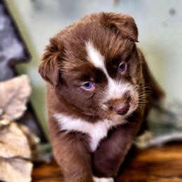 Anastasia - Red tri female Miniature Australian Shepherd puppy in Mc Alester, Oklahoma from Angel's Aussies