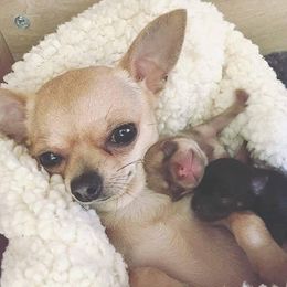 Chihuahuas from Lovely Chihuahuas