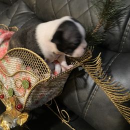 Boston Terrier Puppies from Boston Terriers