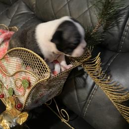 Boston Terrier Puppies from Boston Terriers