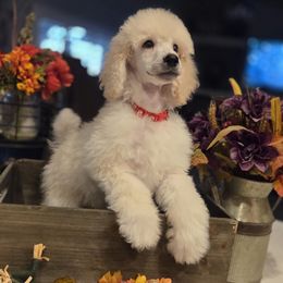 Poodle puppies from Sharpshooter Standard Poodles