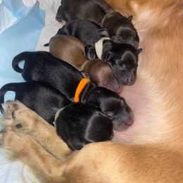 Dachshund Puppies from Hetu's Dachshunds
