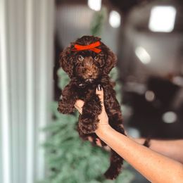 Snugglepuff - Brown female Bernedoodle puppy in Jackson, Missouri from Pincksten Family Doodles