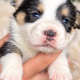 Dolly - Black and white female Cardigan Welsh Corgi puppy in Kerens, West Virginia from Leather & Lace