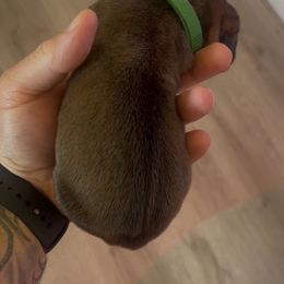 Boerboel Puppies from Sterling Built Boerboels
