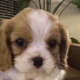 Cavalier King Charles Spaniels and Cavapoos from Primrose Pups