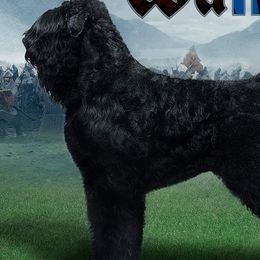 William Wallace - Black Russian Terrier