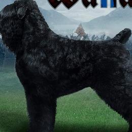 William Wallace - Black Russian Terrier