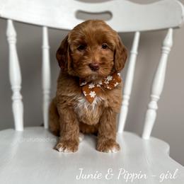 Australian Labradoodle Puppies from Rutu Australian Labradoodles