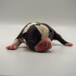 Snowcone - Seal brindle and white female Boston Terrier puppy in Youngstown, Pennsylvania from Kingston Boston Terriers