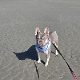 Lulu - Blue fawn female French Bulldog puppy in Graham, Washington from Olivia's Miniature Schnauzer's