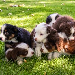 Miniature American Shepherd and Miniature Australian Shepherd Puppies from Bellewynd Acres