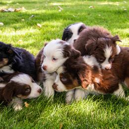 Miniature American Shepherd and Miniature Australian Shepherd Puppies from Bellewynd Acres