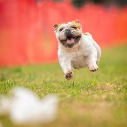 Bubbles - Bulldog