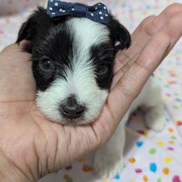 Bubbles - Liver female Miniature Schnauzer puppy in Paris, Texas from Black Star Farm
