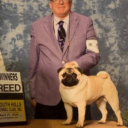 Charlie - Pug