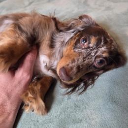 Josie - Dapple female Dachshund puppy in Lenoir, North Carolina from Yadkindale Kennel