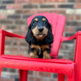 Miso - Black and tan male Dachshund puppy in Westport, Kentucky from Lonestar Creek Farm