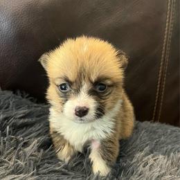 MO-F01 - Red female Pembroke Welsh Corgi puppy in Stockton, Iowa from Infinity Corgis