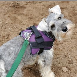 Archie - Miniature Schnauzer