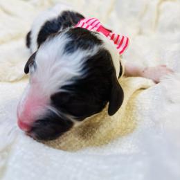 DAPHNE - Parti female Goldendoodle puppy in Houston, Texas from Pia’s Doodle Poodle Wag