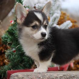 Gazelle - Black and tan female Pembroke Welsh Corgi puppy in Pollock, Missouri from Northstar