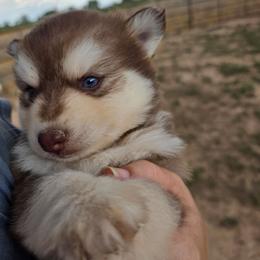 Redin - Red and white male Pomsky puppy in Cedar City, Utah from Pomsky Play-ce