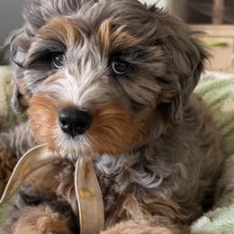 Bernedoodles, Double Doodles, Goldendoodles, and Labradoodles from Delta Doodless