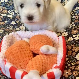 Coton de Tulear Puppies from Catawba Cotons