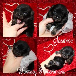 Jasmine - Black and tan female Pomeranian puppy in Anna, Texas from Fantasy Pomeranians & Fantasy Aussies