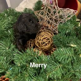 Merry - Black female Goldendoodle puppy in St Johns, Florida from Nini's Poodles and Doodles of St. Johns Co.
