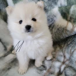 AKC LIAM - MALE - Cream male Pomeranian puppy in Bolivia, North Carolina from Red Wagon Pomeranians