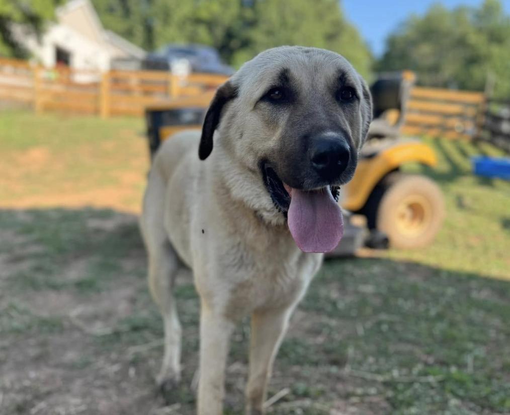 Sheppard Dogs Ranch Rolling Thunder Ranch in Georgia | Anatolian Shepherd Dog puppies ...