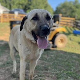 Anatolian Shepherd Dogs from Rolling Thunder Ranch
