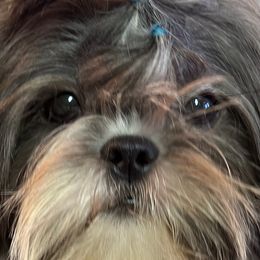 Bruno - Liver and white Shih Tzu puppy in Houston, Texas from G&G Shih Tzu World