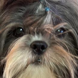 Bruno - Liver and white Shih Tzu puppy in Houston, Texas from G&G Shih Tzu World