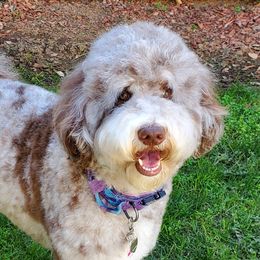 Bernedoodles, German Shepherds, and Poodles from Sun-Kissed Doodle Pad & Mischief Frenchies
