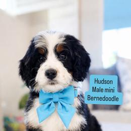 Hudson - Tri-color male Bernedoodle puppy in Port Orange, Florida from Royal doodles of Florida