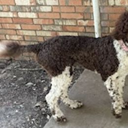 Poodles from Carol Shough's Poodles