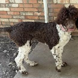 Poodles from Carol Shough's Poodles