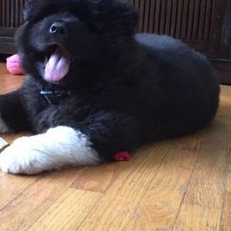 Akita Puppies from Ursa Major Akitas